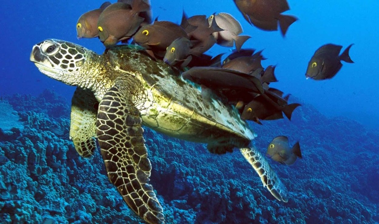 Атлантический океан подводный мир