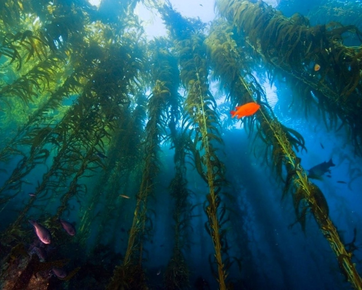 Макроцистис индийский океан