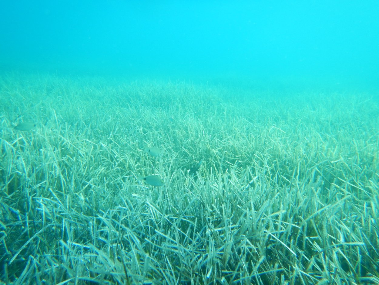 Посейдония водоросли