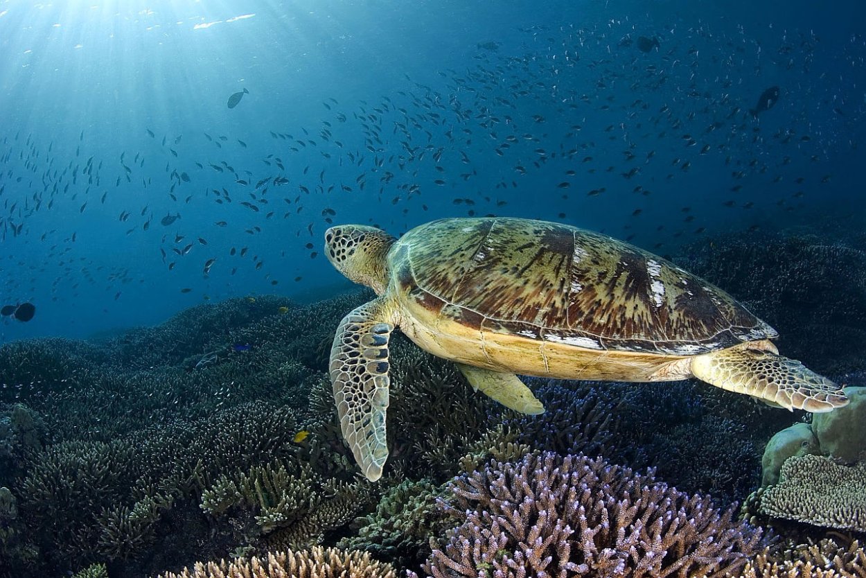 Водная среда обитания