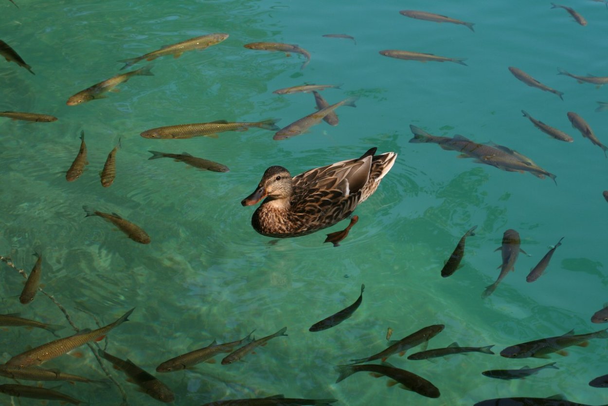 Национальный парк Плещеево озеро животные