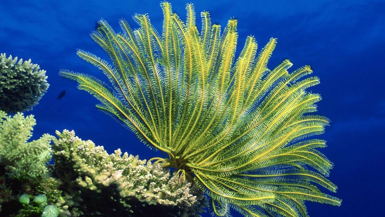 Морские лилии