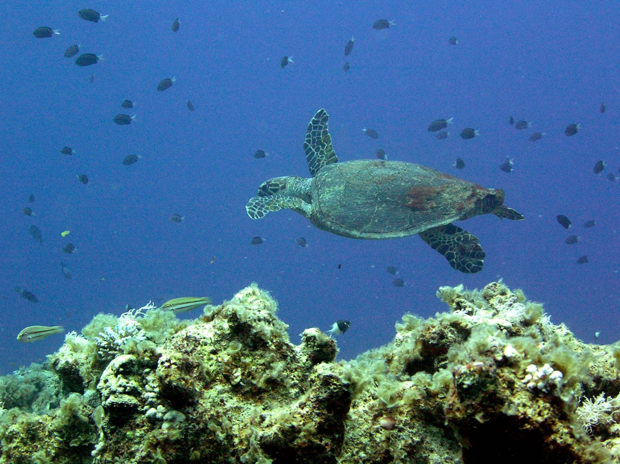 Наземно водные животные