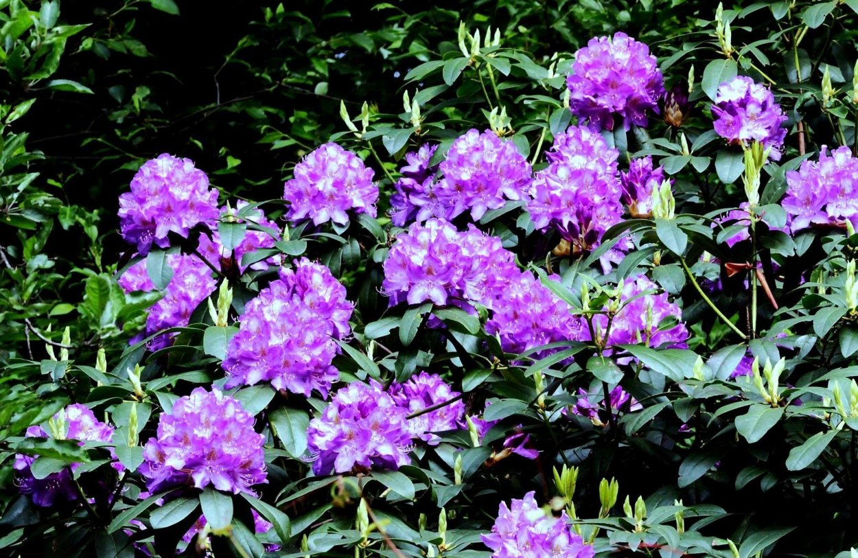 Рододендрон плетущийся