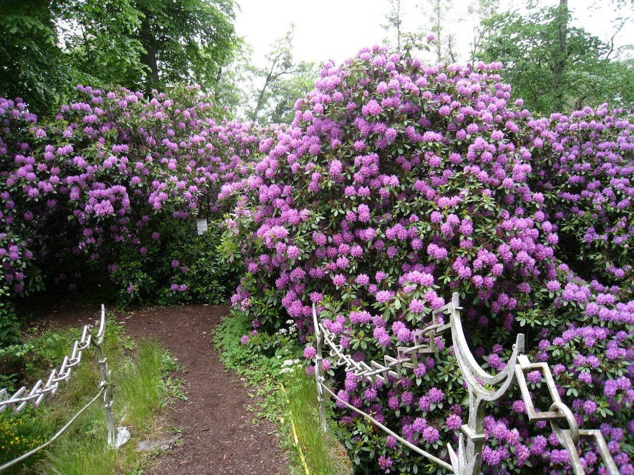 Кустарник Глициния