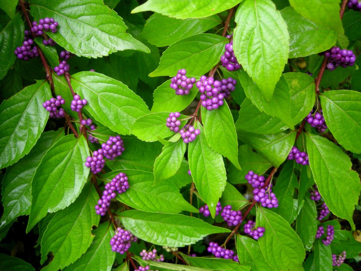 Callicarpa medicinal