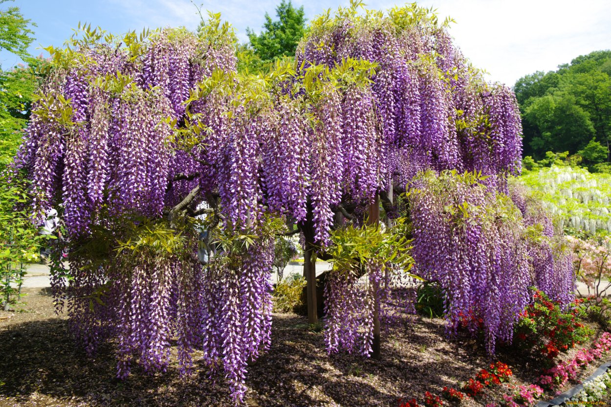 Цветущие кустарники Глициния