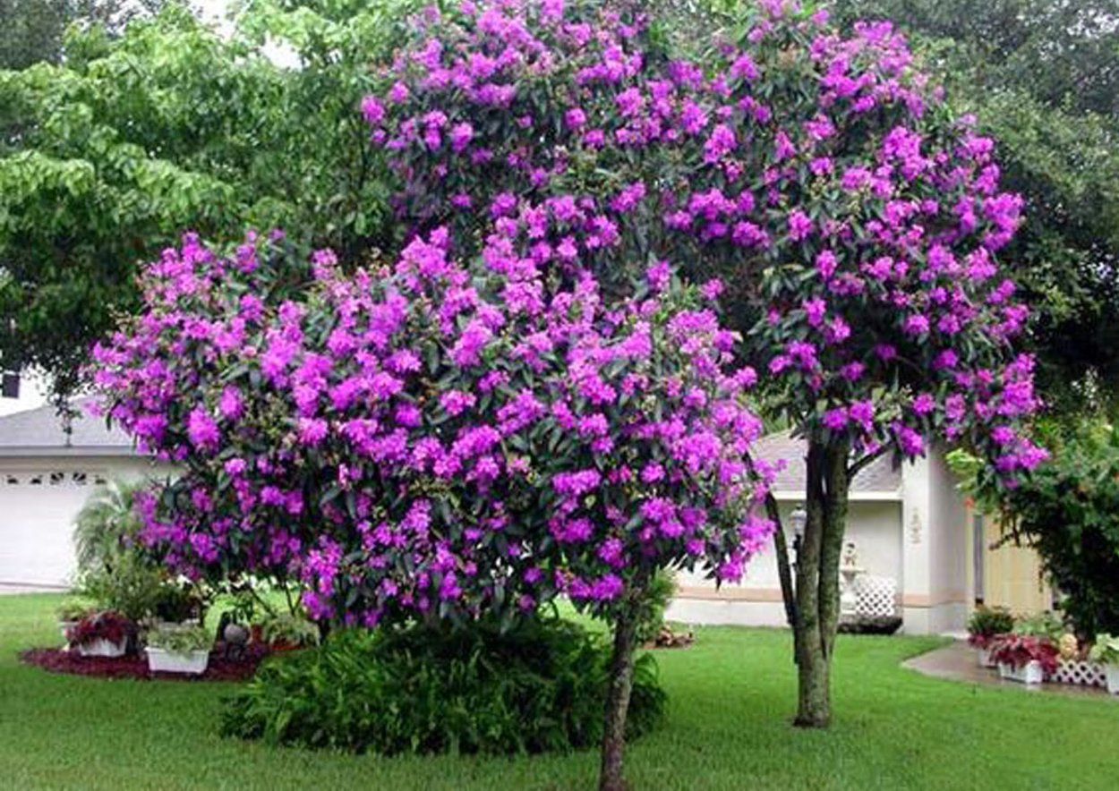 Callicarpa цветок
