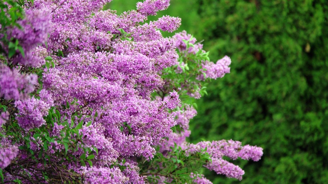 Лесная сирень