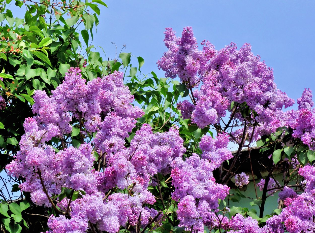 Рододендрон летом кустарник
