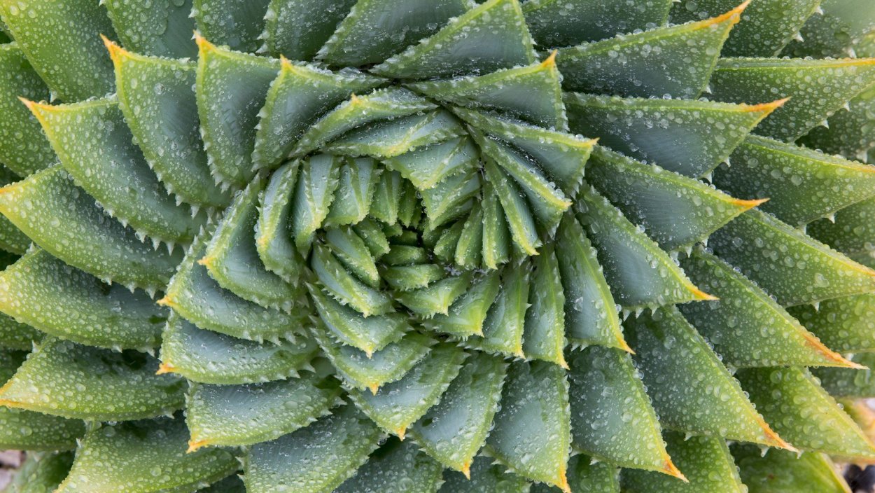 Каладиум Призрачный