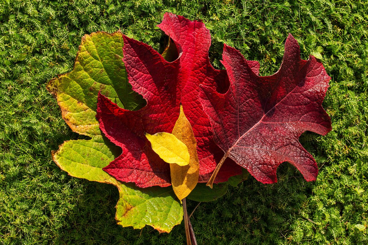 Необычные листики