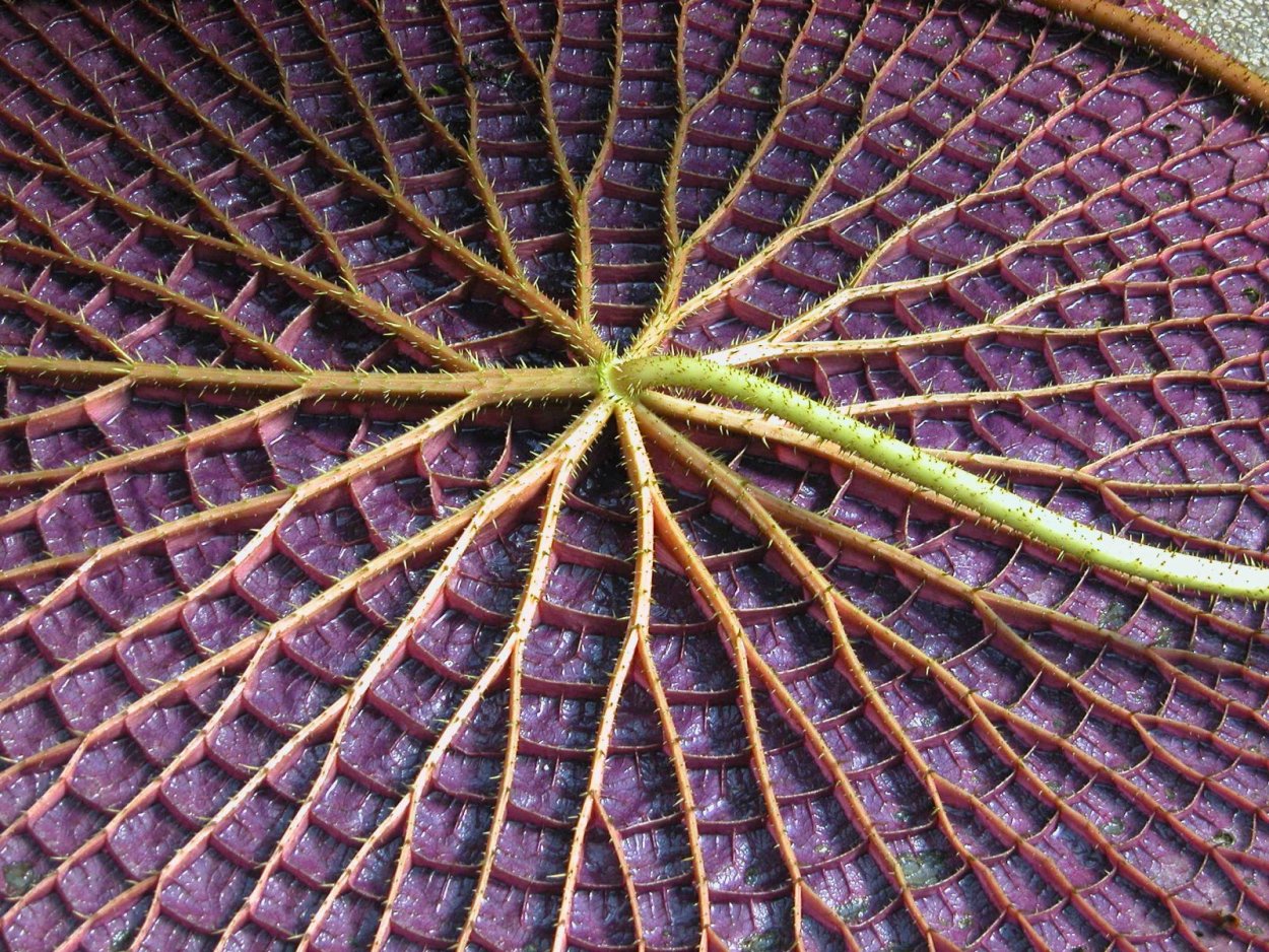 Виктория Регия