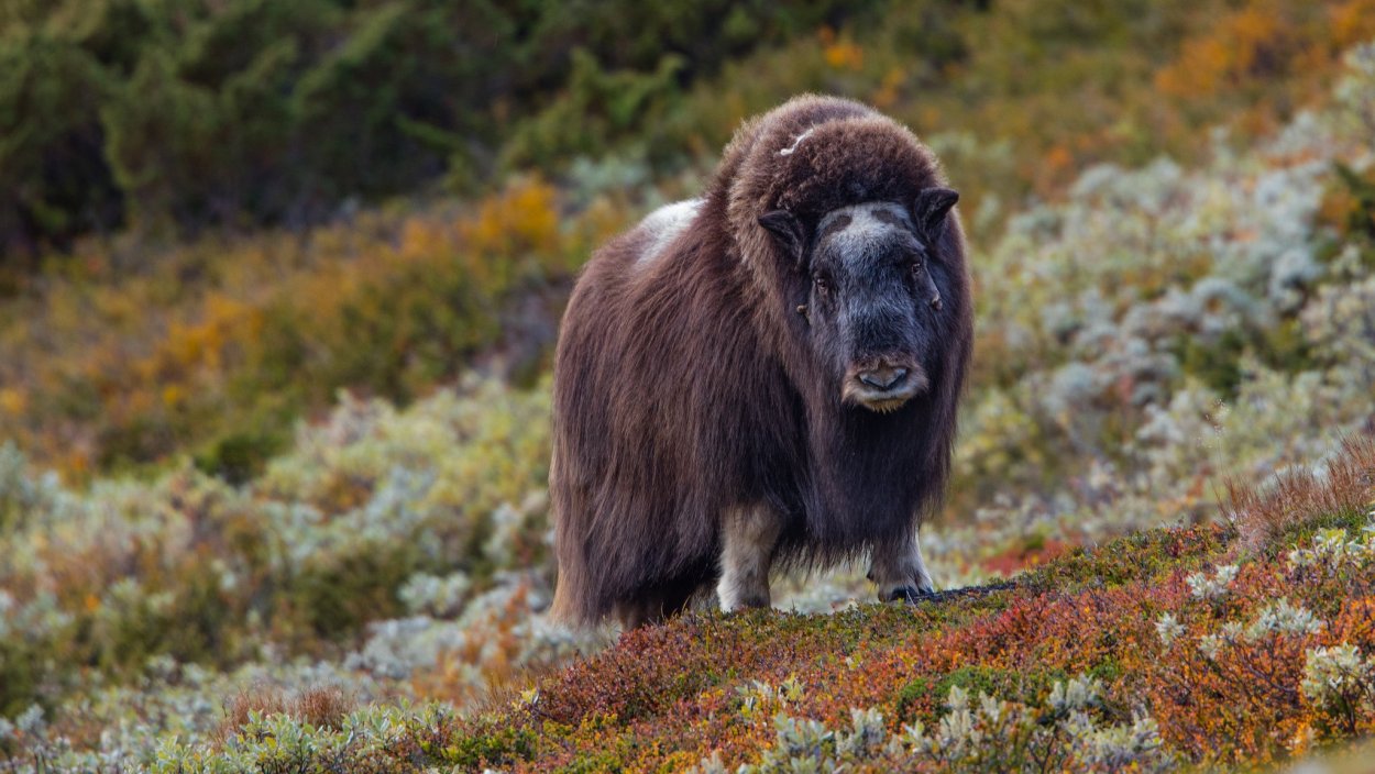 Остров Врангеля овцебык