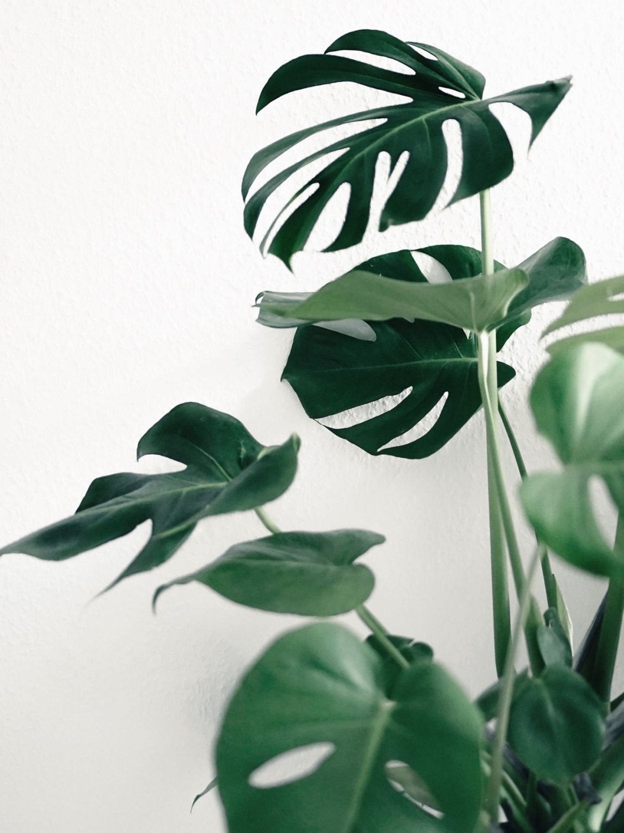 Необычные листья