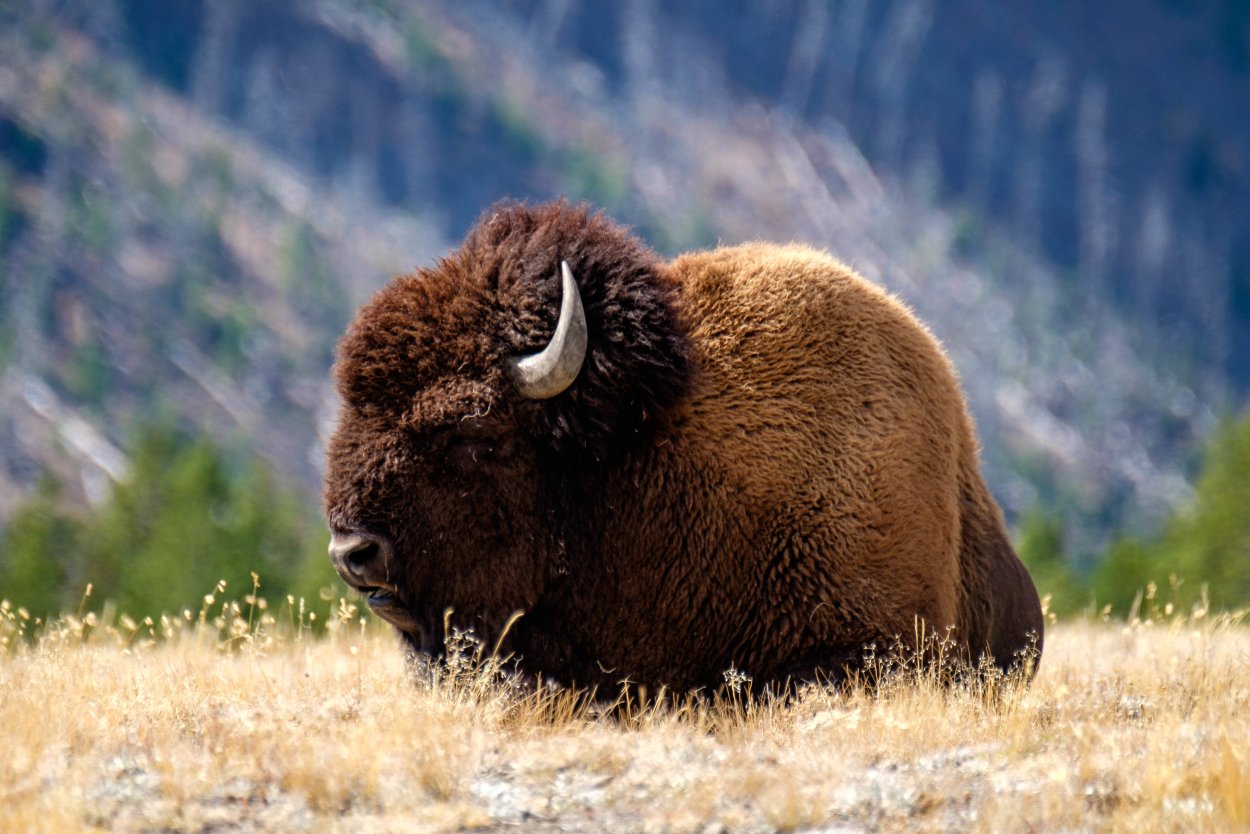 Бизоны Йеллоустонский парк