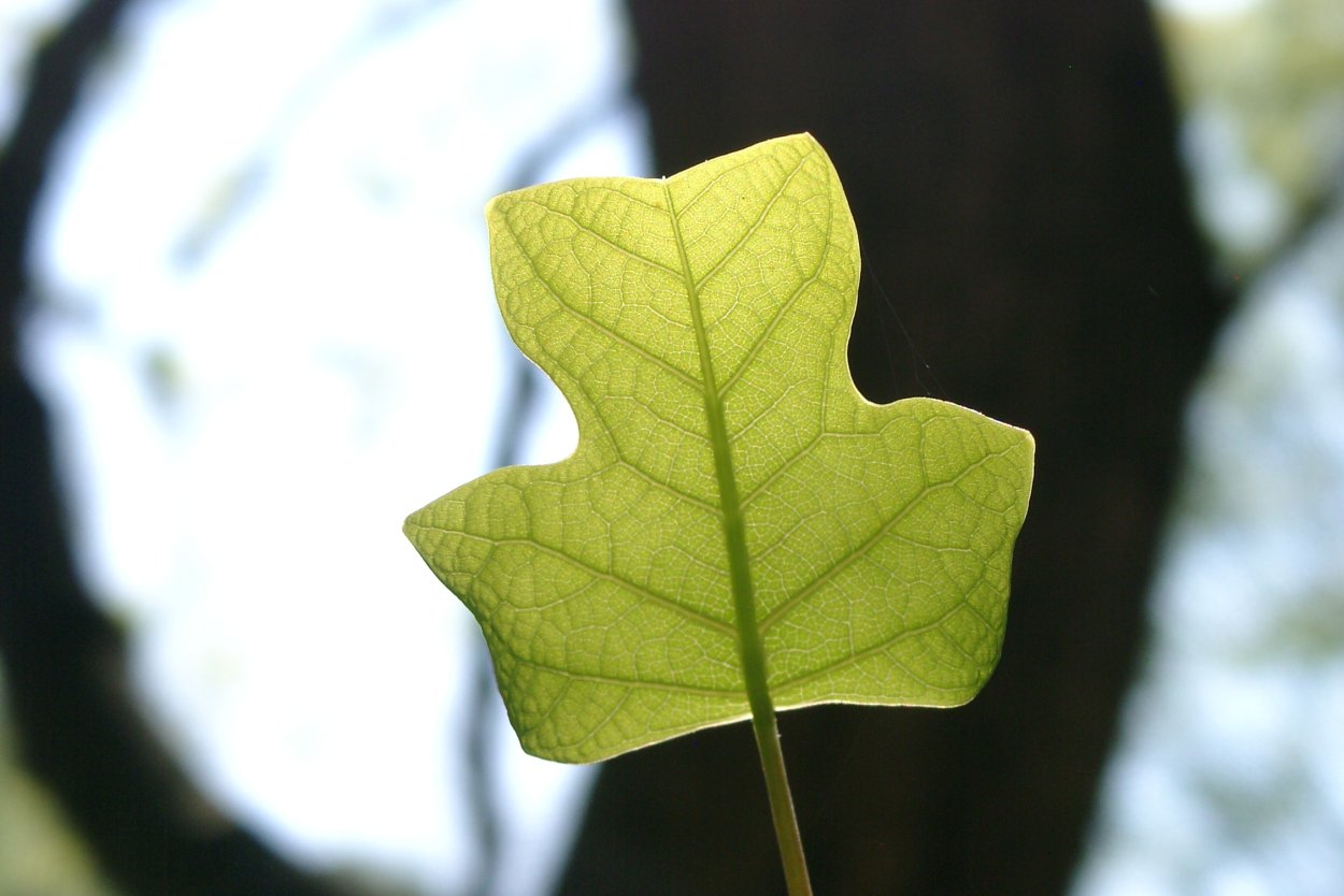Растения рекордсмены Виктория Амазонская