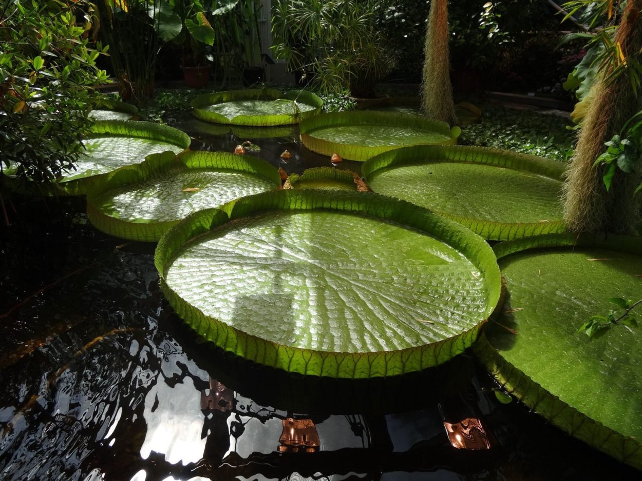 Виктория-Регия в Ботаническом саду