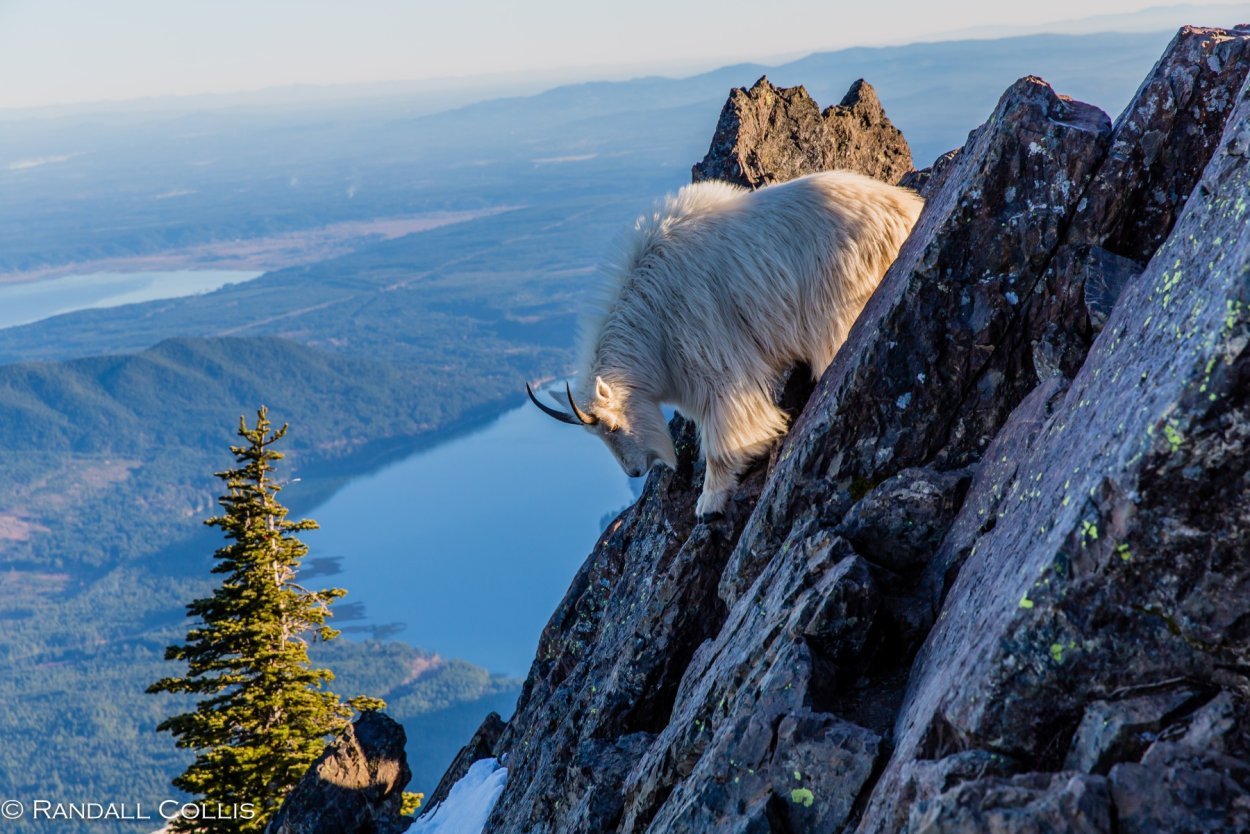 Горные козлы Аляски