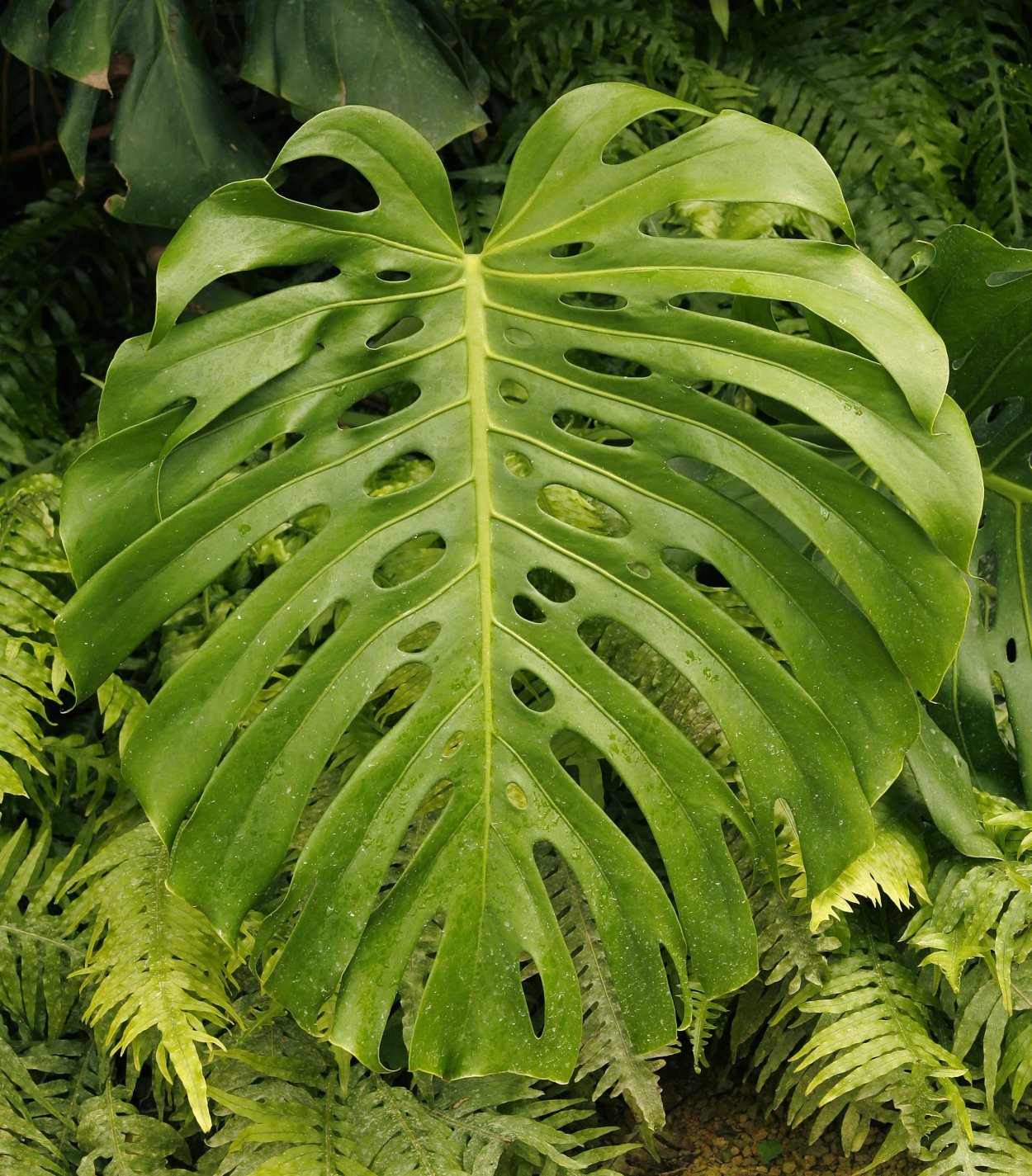 Монстера Индонезиан