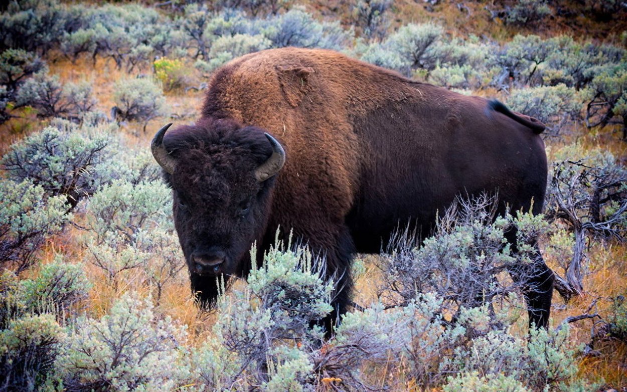 Лесной Бизон США