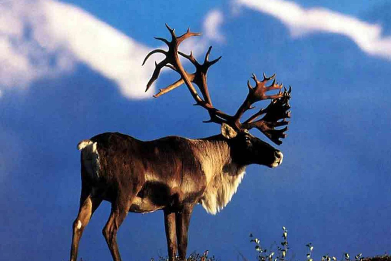 Северный олень Чукотка
