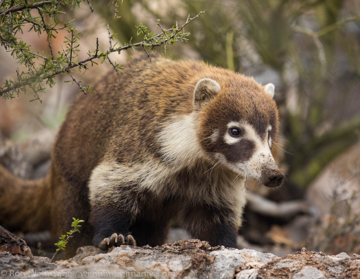 Америка животные Америка