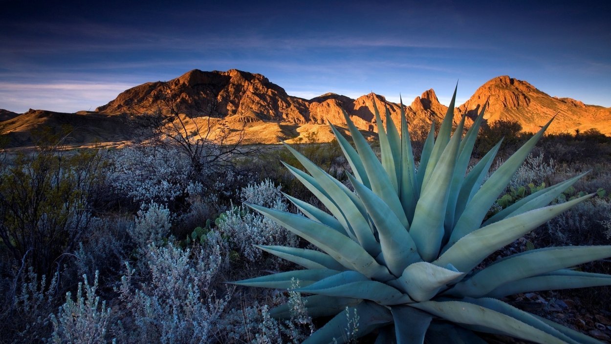 Растения Северной Америки Агава