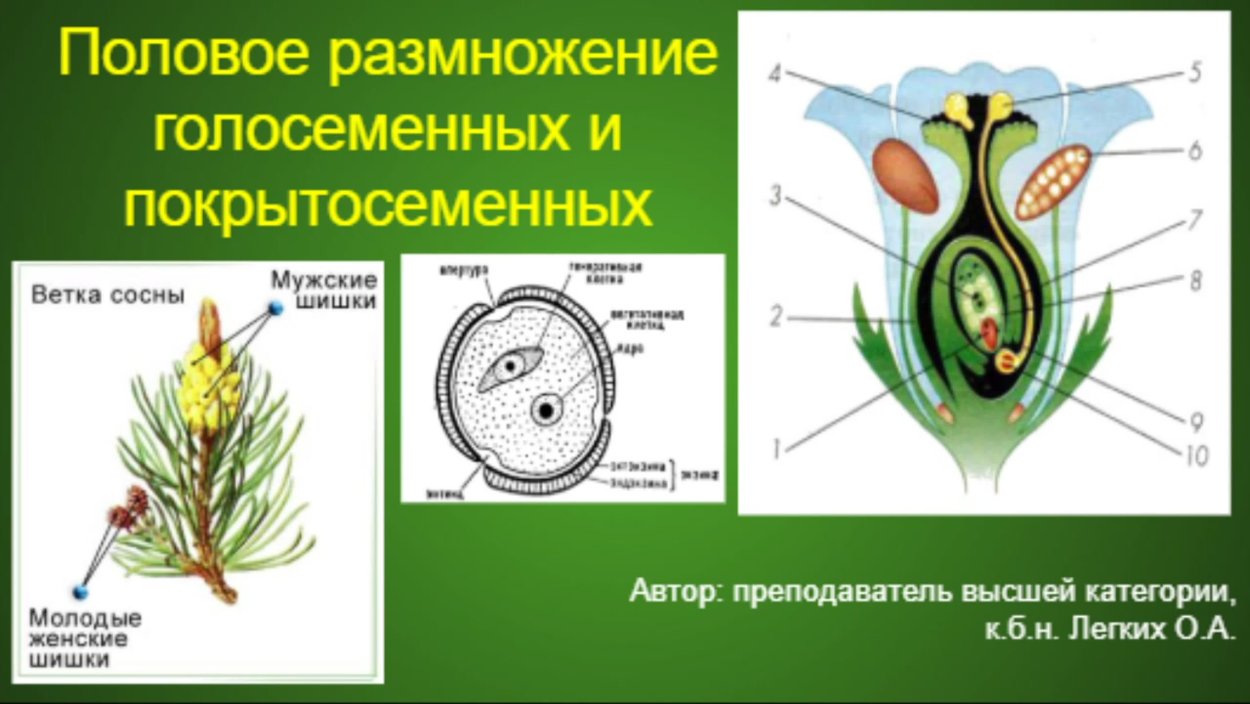 Жизненный цикл папоротника схема