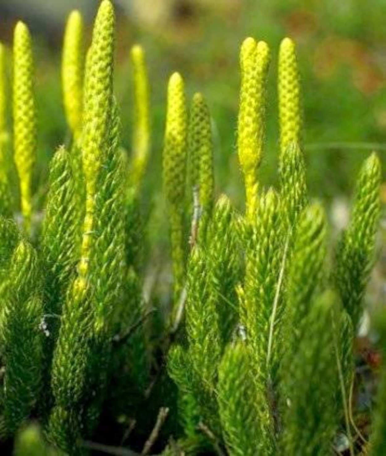 Внешнее строение голосеменных