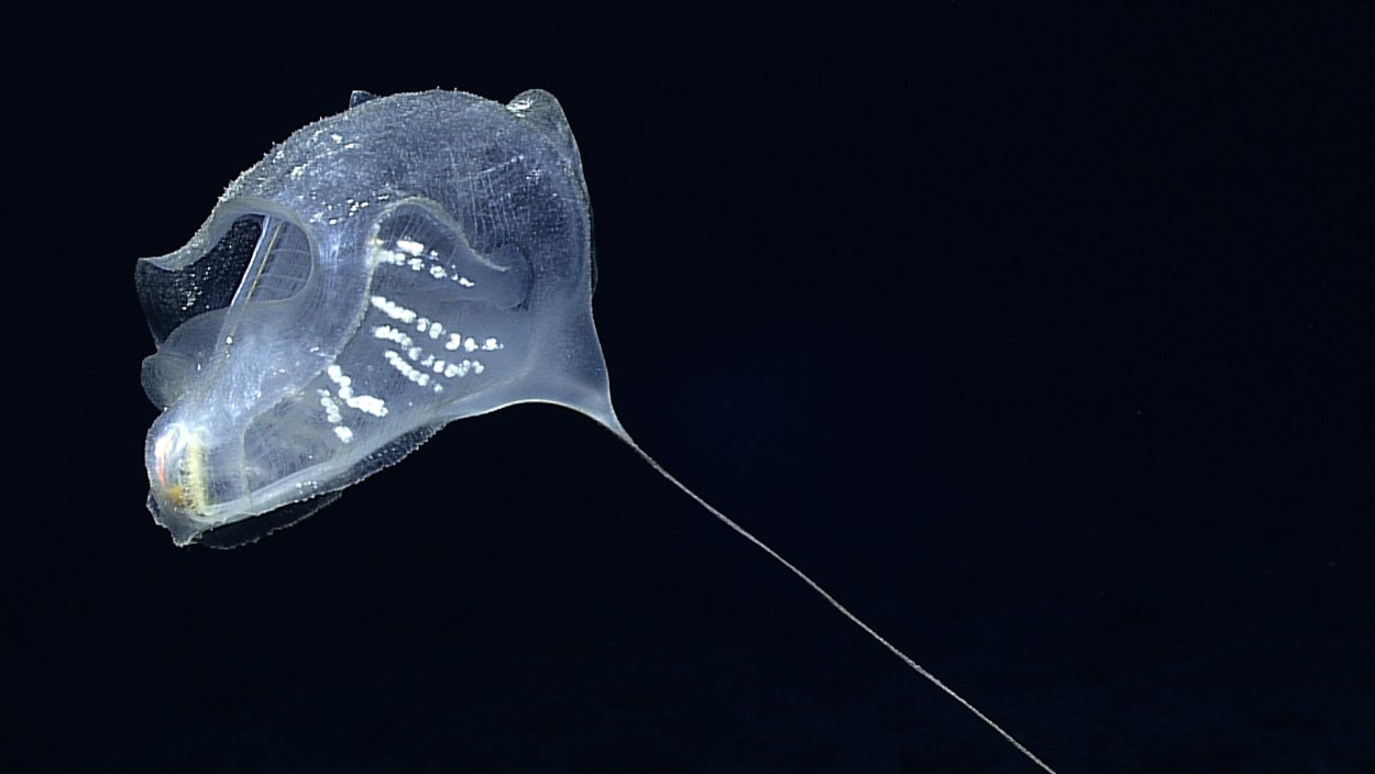 11 Км глубина Марианской впадины