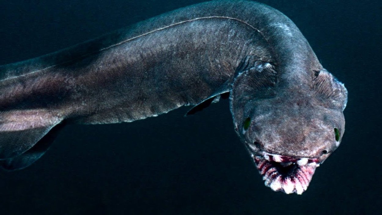 Марианская впадина МЕГАЛОДОН