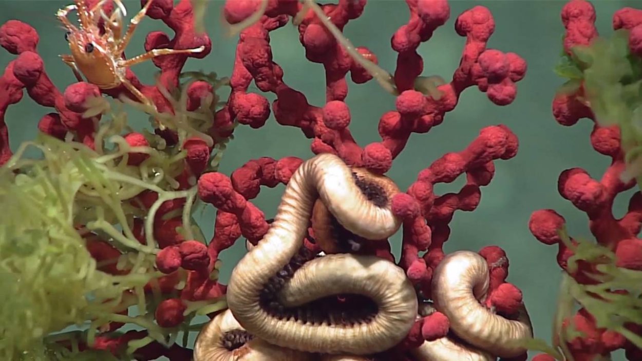 Осьминог Дамбо Марианская впадина