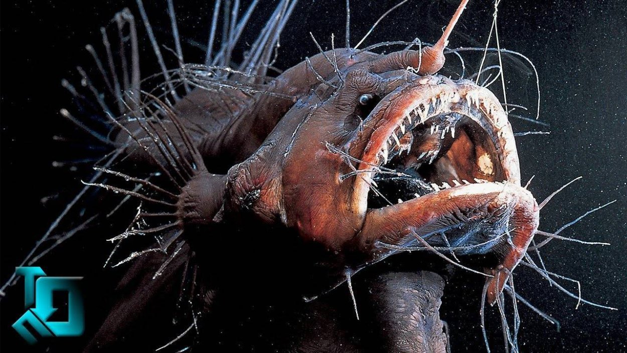 Рыба топорик Марианская впадина