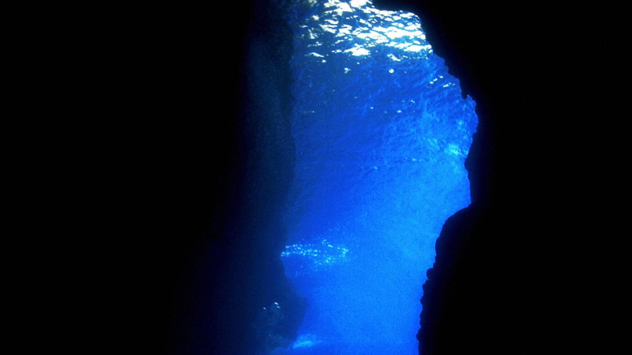 Плащеносная акула плащеносец