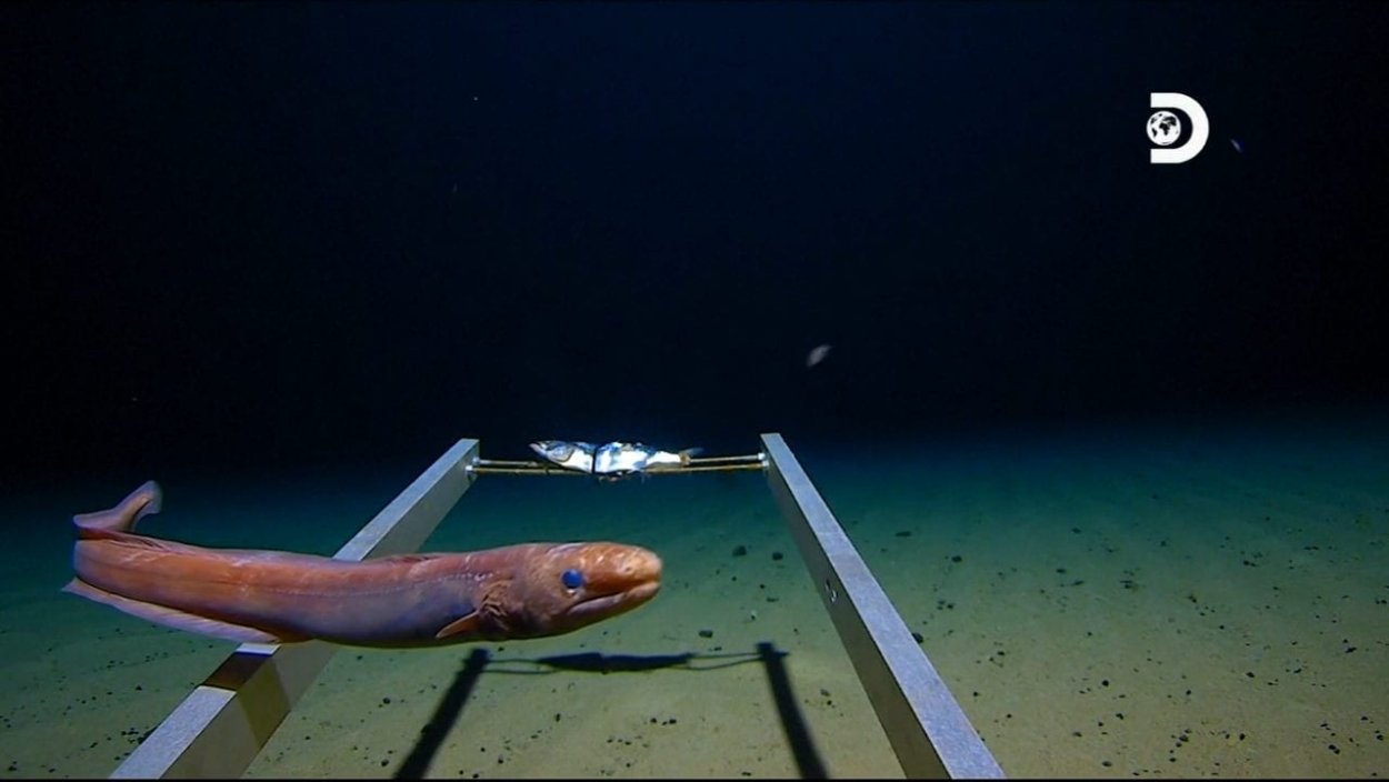 The Bloop морской монстр