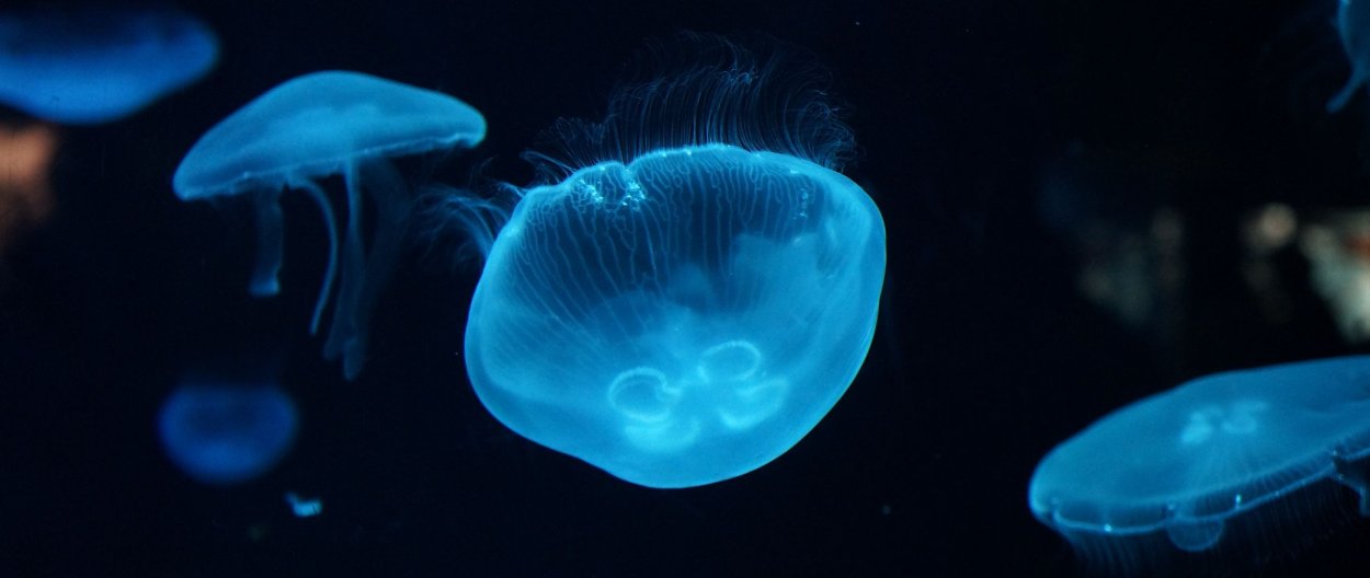 Меланоцет Джонсона