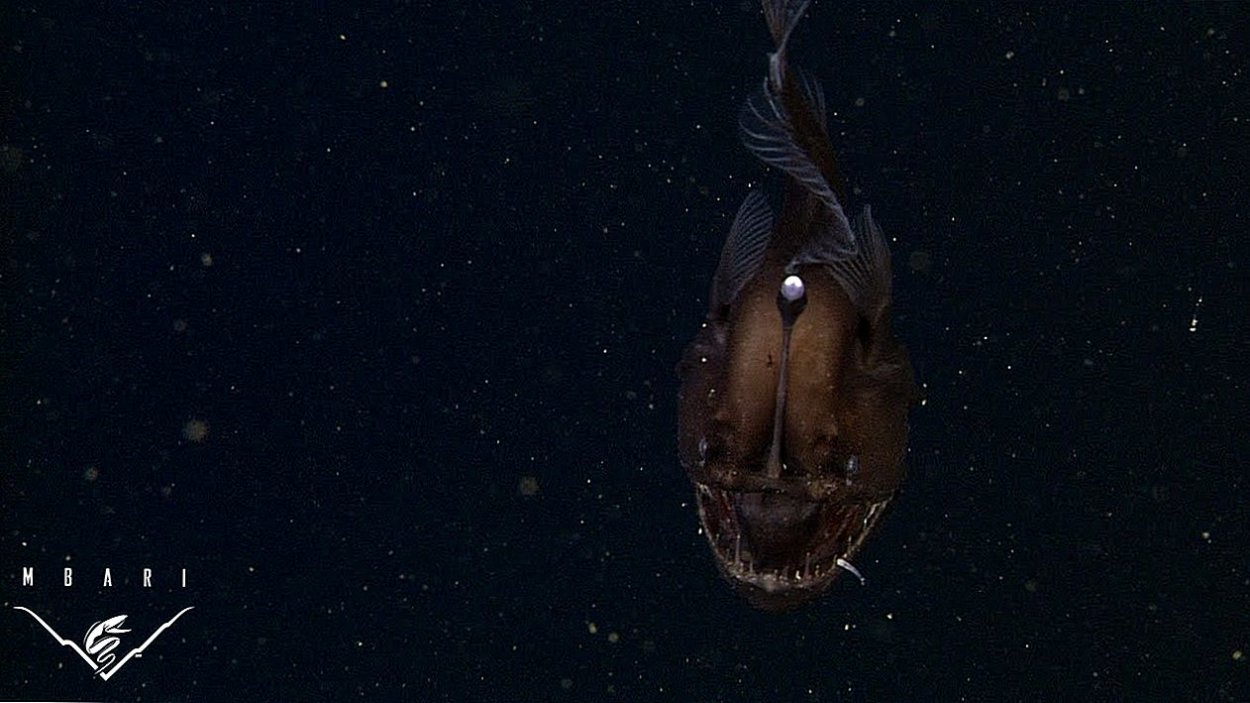 Большая голубая дыра, Лайтхаус-риф