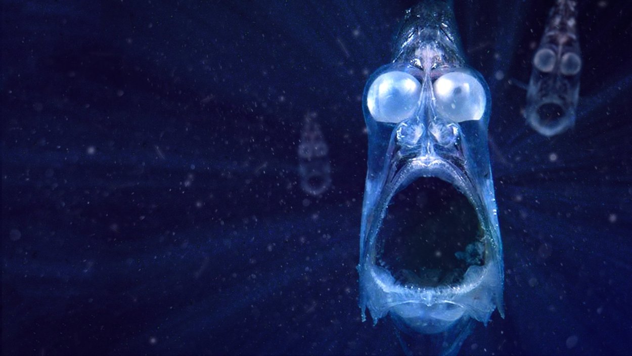 Меланоцет Джонсона горбатый морской черт