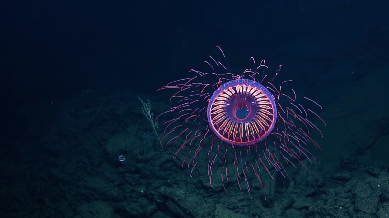 Осьминог Vitreledonella