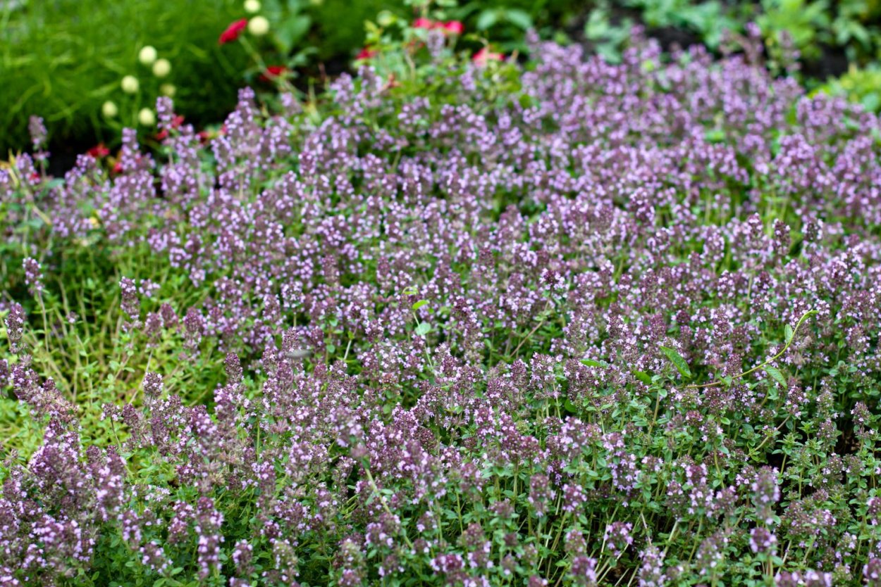Тимьян ползучий (Thymus serpyllum)