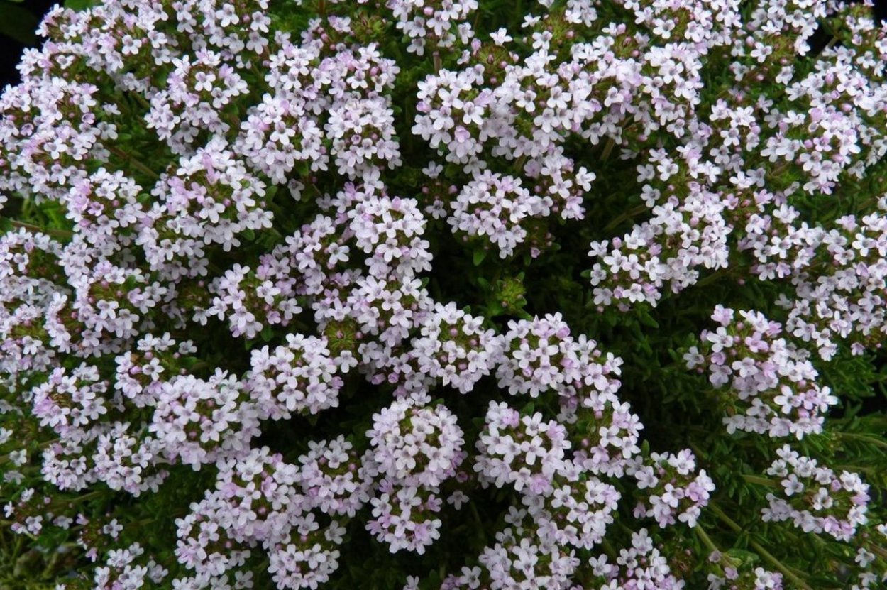 Тимьян обыкновенный