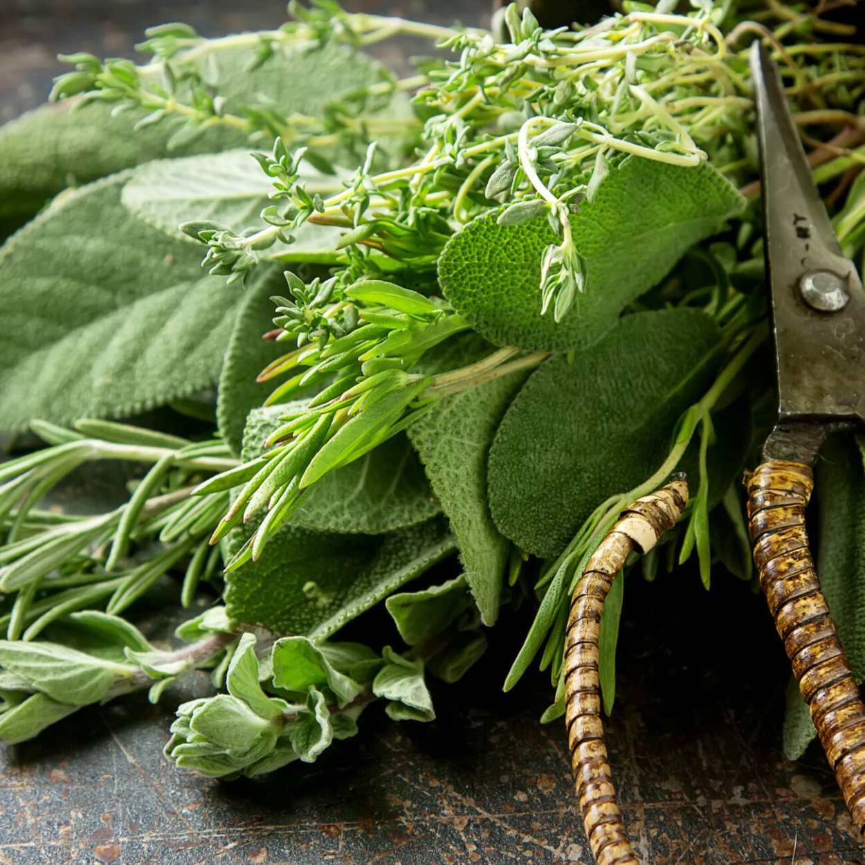 Тимьян обыкновенный (ползучий)