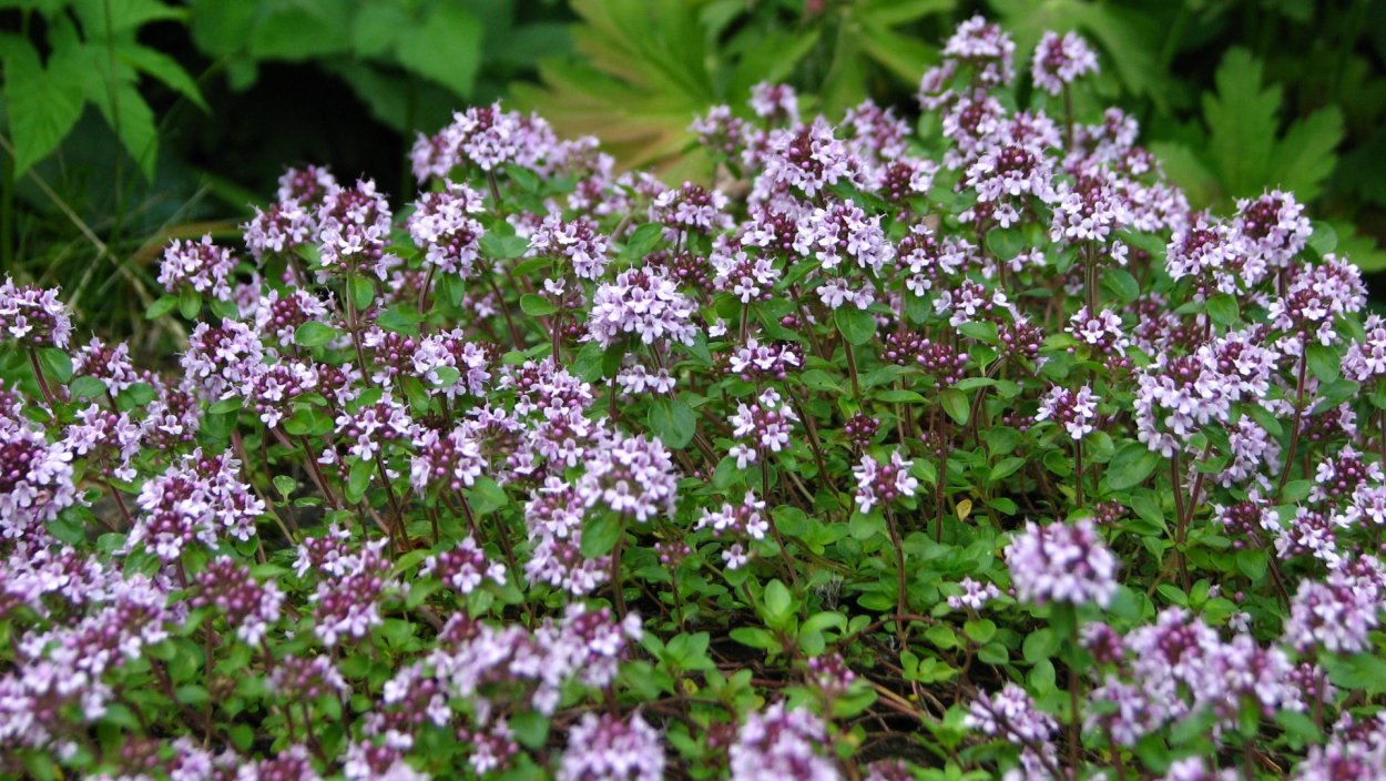 Розмарин в горшке