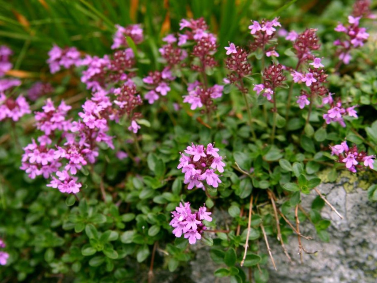 Богородская трава чабрец