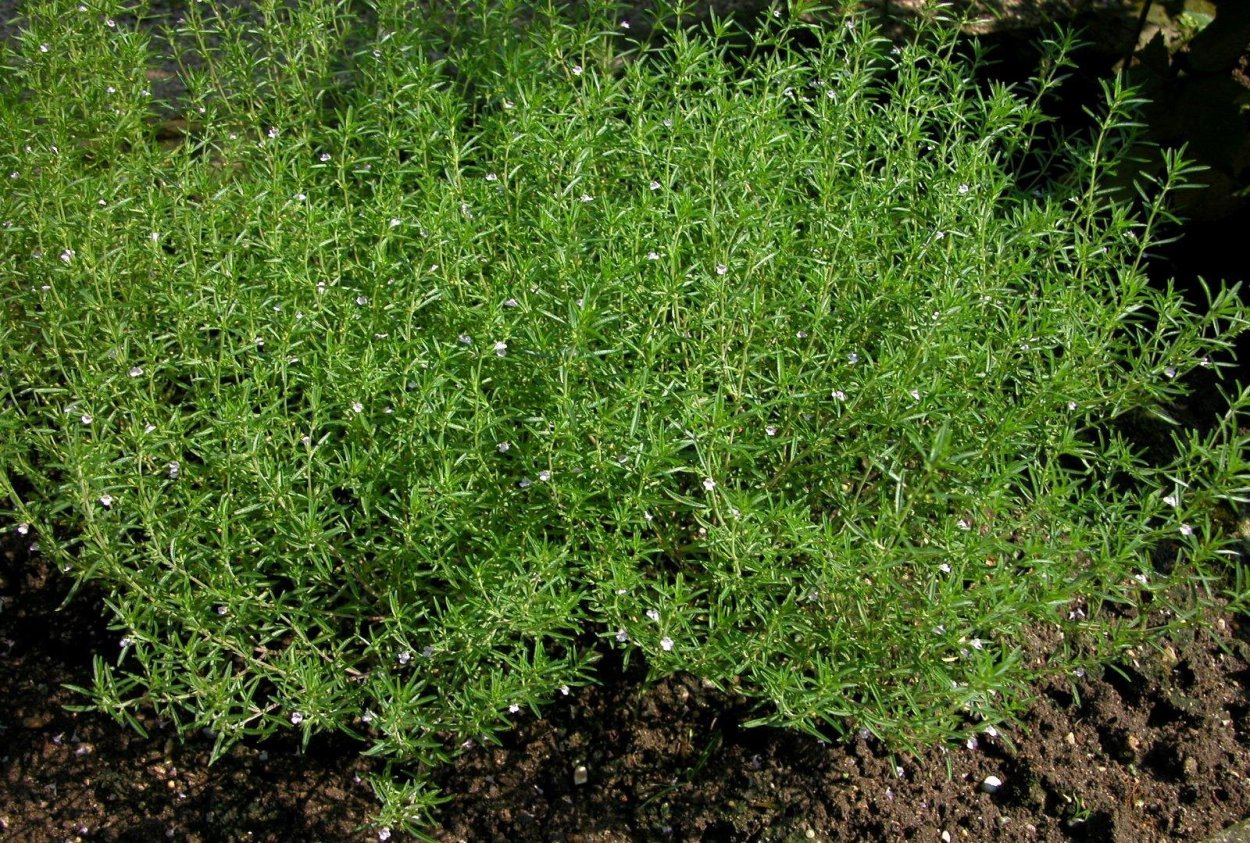 Чабер огородный ароматный