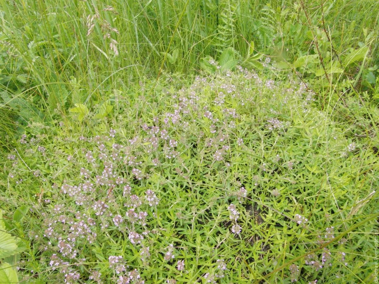Лекарственные грядки Аптекарский огород