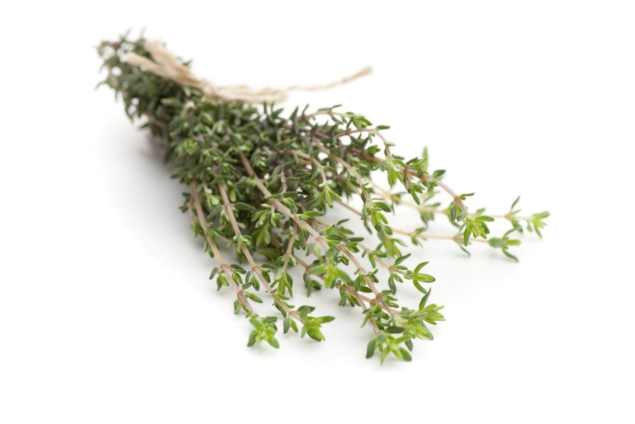 Тимьян алатавский