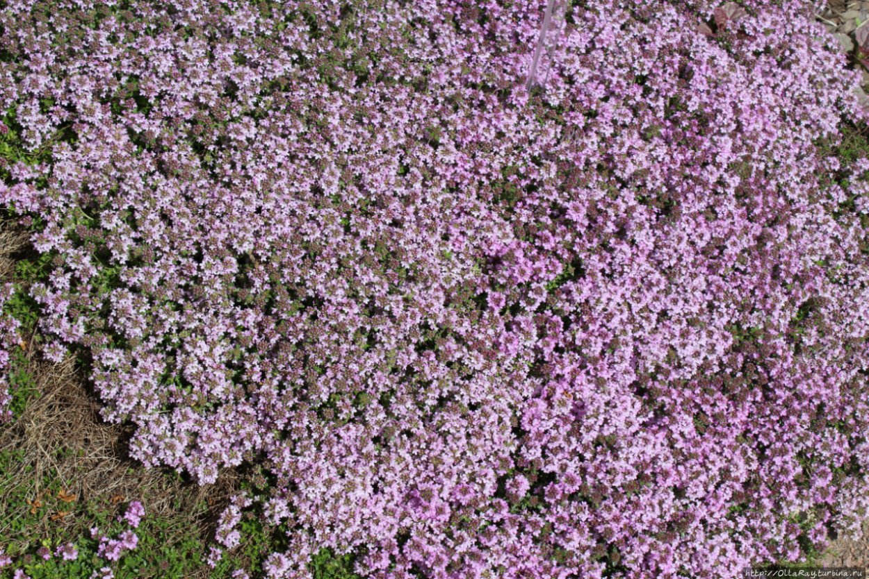 Трава чабрец