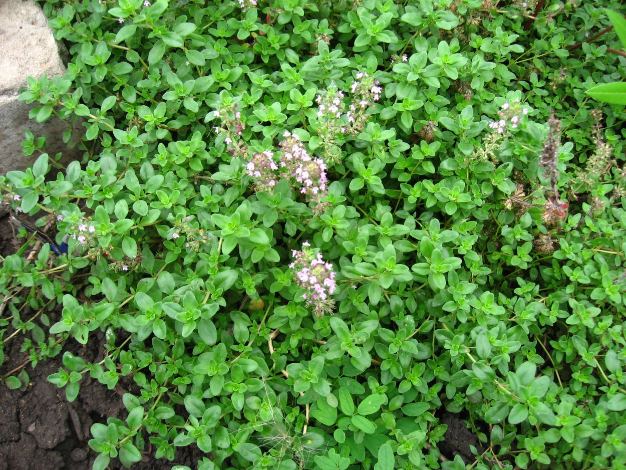 Pflanzenpass растение